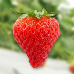 女峰(にょほう)