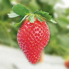とちおとめ